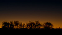 Treeline At Sunset