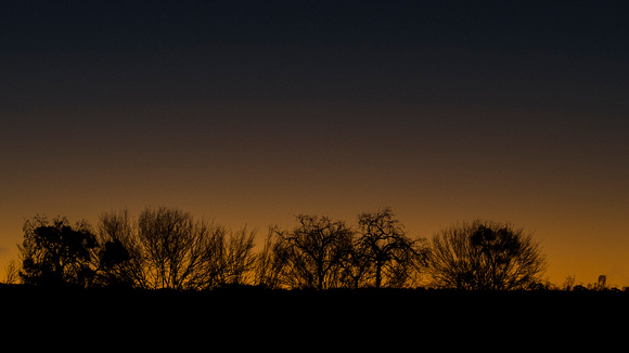 Treeline At Sunset